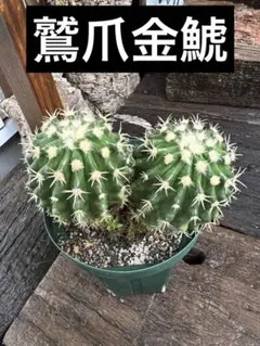 2026年最新】サボテン 金鯱の人気アイテム - メルカリ