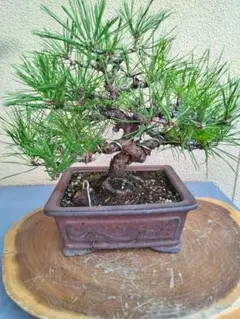 小品盆栽赤松のサムネイル