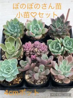 多肉植物 ロウルサンコ苗♡小苗セット ♡多肉植物12苗スイーツ名前♡レア ミックスベリア 多肉永遠