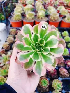 じ*ー様 569 雨花石 多肉植物 アエオニウム 抜き苗