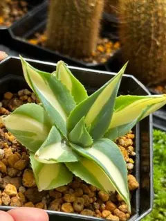 アガベ Agave ブルーフレイム アテナータ ハイブリッドアガベ 多肉植物