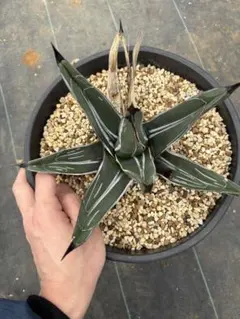 2026年最新】アガベ パリー 姫吉祥天の人気アイテム - メルカリ