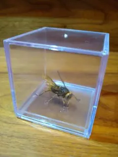 ハチ 標本 透明ケース入り ハチ 標本 透明ケース入り