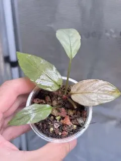 Homalomena sp. Tambunanのサムネイル