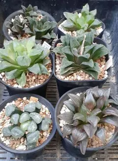 ハオルチア 闇の森 葉挿し 発根発芽済み - メルカリ