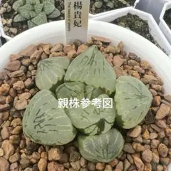 376 ナイルの一滴 実生 特A 多肉植物 ハオルチア アロエ - メルカリ