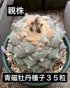 サボテン アリオカルプス 大疣 青磁牡丹 自根 中株 メルカリ便