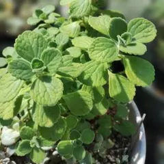抜き苗3本✨爽やかな香り アロマティカス 観葉植物 多肉植物