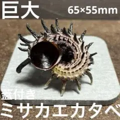 美品　巨大　フィリピン産　蓋付き　ミサカエカタベ