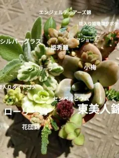 錦せっと 多肉 ꔛ‬斑入りꔛ‬ ローリー錦 東美人錦 ミントリーフ
