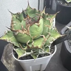 2026年最新】agave dennisの人気アイテム - メルカリ