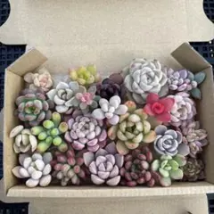 ジュンギ様 リクエスト 2点 まとめ商品