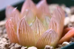 多肉植物　ハオルチア　花火　170のサムネイル