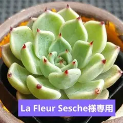 La Fleur Sesche（旧E）様 リクエスト 10点 まとめ商品