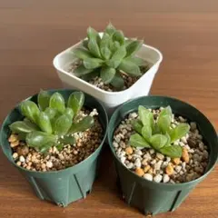 ハオルチア３種小苗セット 多肉植物 玉露 光るオブツーサ