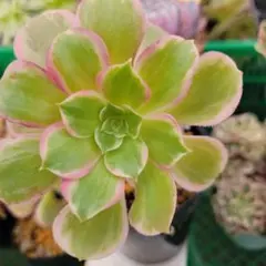 2026年最新】アエオニウム ピンクデイジーの人気アイテム - メルカリ