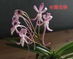 【富貴蘭】少し濃いピンク花　　　　　　　　　　 ※鉢から抜いて発送のサムネイル