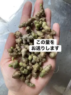 ただいま採れたて★小さめ★お試しに★オカワカメのムカゴ　備蓄のサムネイル
