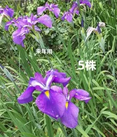 2025年最新】花苗の人気アイテム - メルカリ