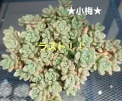 2026年最新】つぶつぶ屋 小梅の人気アイテム - メルカリ