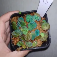 ベゴニア リケノラ Begonia lichenora (原種)①