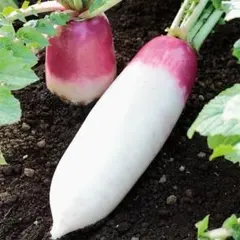 ミニダイコン あやめっ娘の種　30粒のサムネイル