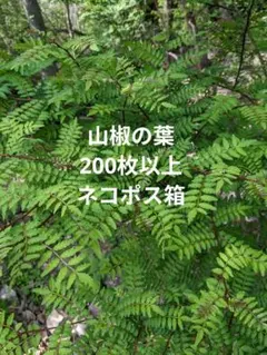 2.岡山県産 山椒の葉 200枚以上 ネコポス箱のサムネイル