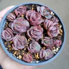 ICHIGO様 リクエスト 3点 まとめ商品