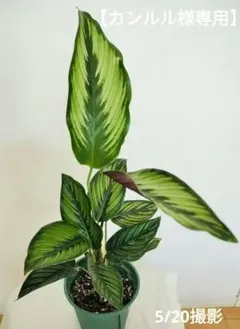 カンアルル様 リクエスト 2点 まとめ商品