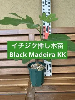 2026年最新】Black Madeira KK の人気アイテム - メルカリ