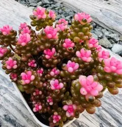 多肉植物　レッドベリー錦　1ポット　土付き発送　淡いピンクから濃いピンク可愛い