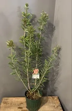 希少❗️バンクシア ウォールム 苗 アムエラ オージープランツ 植栽