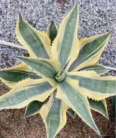 k*)様 アガベ　斑入り　オバティフォリア　パリー　オリザバ　リップルエフェクト アガベ・リップルエフェクト】Agave salmiana ver.felox Ripple