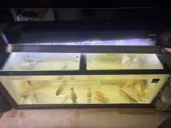 2026年最新】1200 水槽の人気アイテム - メルカリ