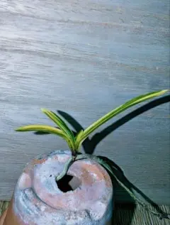 2026年最新】富貴蘭金牡丹の人気アイテム - メルカリ