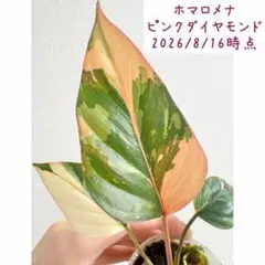 希少 ホマロメナ ピンクダイヤモンド 大型美株 鉢ごとメルカリ便④
