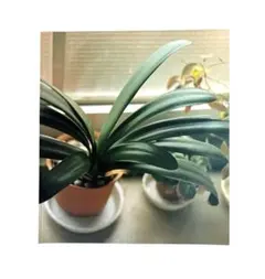 佐内正史 写真集 「生きている 」デビュー作 青幻舎のサムネイル