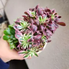 ピンクウイッチ綴化　緑カシミヤバイオレット　大苗　抜きセット　多肉植物