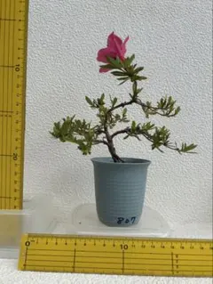 ★サツキ挿木苗　庭木盆栽等807のサムネイル