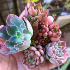 宅急便コンパクト　kaorin様 リクエスト 2点 まとめ商品