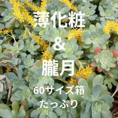 たっぷり咲かせて下さい! クルクマ シャローム 生きている球根20球