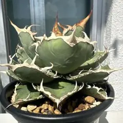 アガベ オテロイ 実生 選抜 子株 - メルカリ