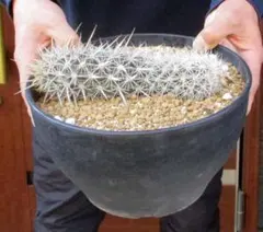 2026年最新】入鹿 サボテンの人気アイテム - メルカリ