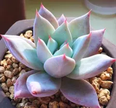 K*i様 YP1 大人気 美苗MXGJR 多肉植物 エケベリア