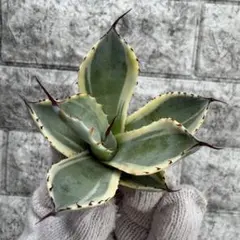 アガベ　オリザバ　斑入り　斑入り部分強め❗ アガベ オリザバ 斑入り 斑入り部分強め❗