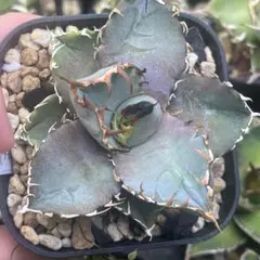 アガベオテロイ実生超選抜　親株出品 2025年最新】オテロイ実生選抜の人気アイテム - メルカリ