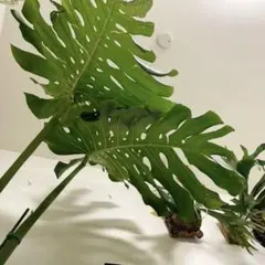 モンステラデリシオーサマクロコズム超希少系統鉢植え83㎝ - メルカリ