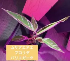 2026年最新】バナナ アエアエの人気アイテム - メルカリ