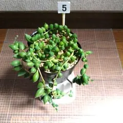 ayunaganaga様 リクエスト 2点 まとめ商品