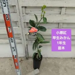 春峰 しゅんぽう 2年生 苗木 - メルカリ